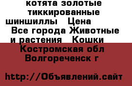котята золотые тиккированные шиншиллы › Цена ­ 8 000 - Все города Животные и растения » Кошки   . Костромская обл.,Волгореченск г.